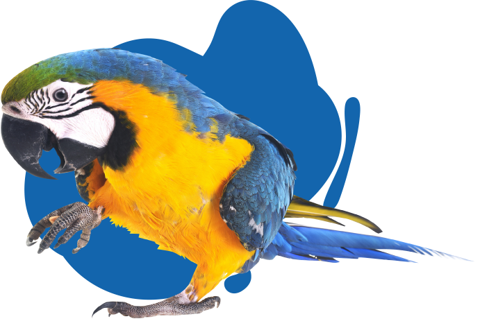 Bird & Avian Vet Services in Bundaberg | Sugarland Animal Hospital