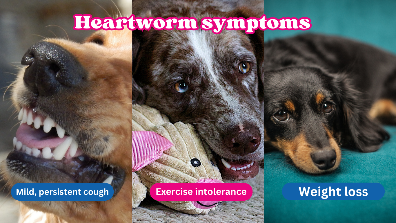 Heartworm Symptoms