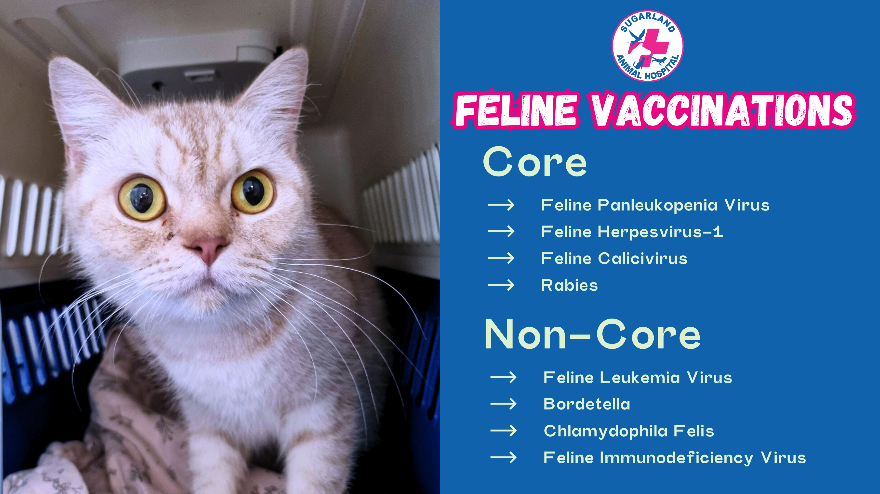 Indoor Cats Vaccinations