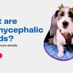 What are Brachycephalic Breeds