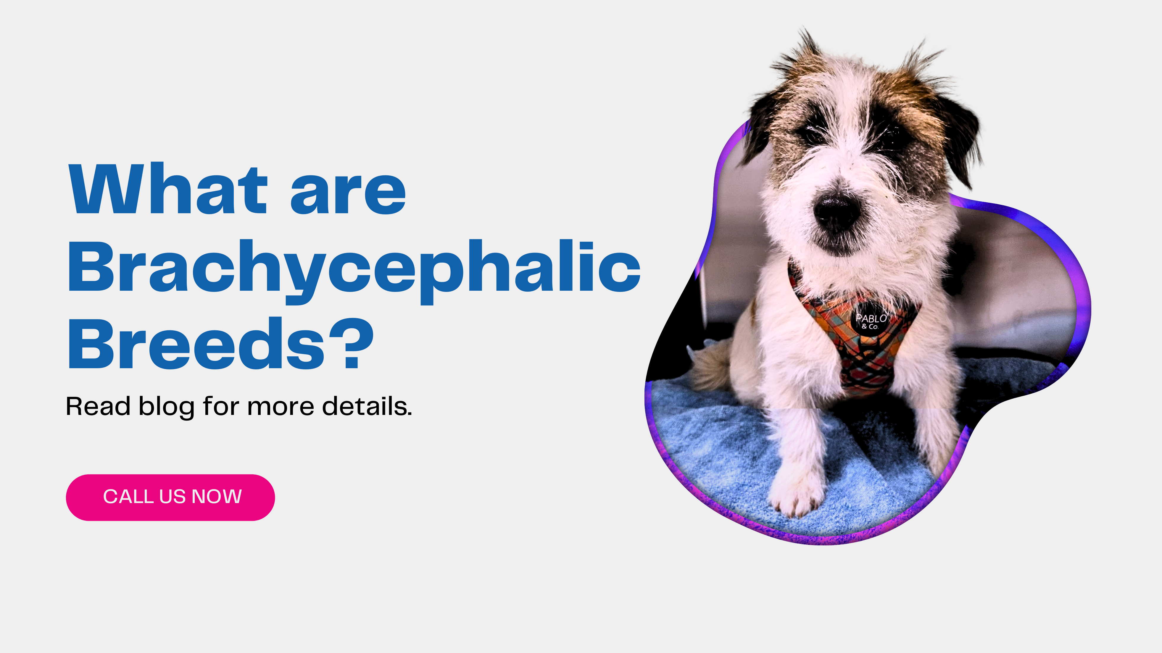 What are Brachycephalic Breeds