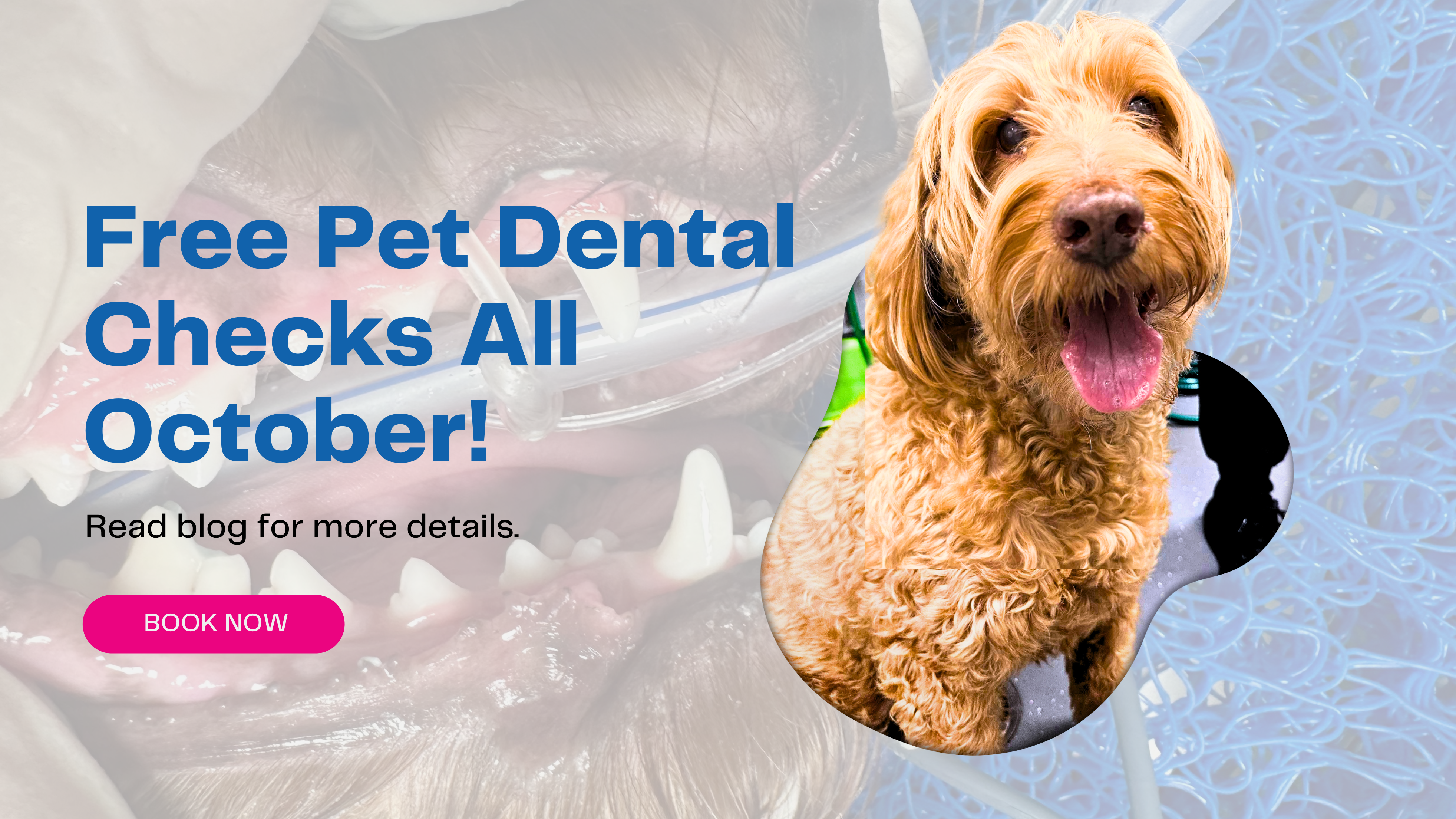 Free Pet Dental Checks All October!